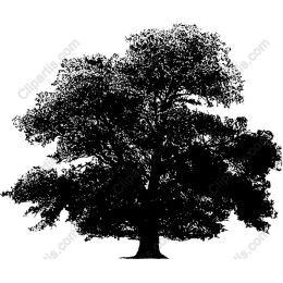 Majestic Tree