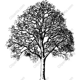 Majestic Black and White Tree
