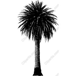 Tropical Palm Tree
