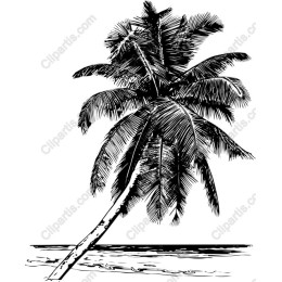 Tropical Palm Tree