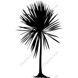 Tropical Palm Tree
