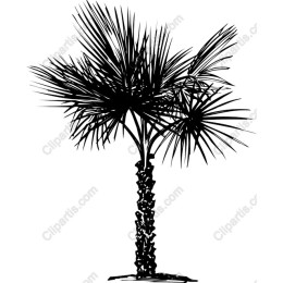 Tropical Palm Tree