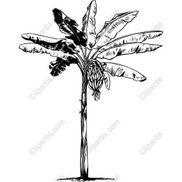 Banana Tree