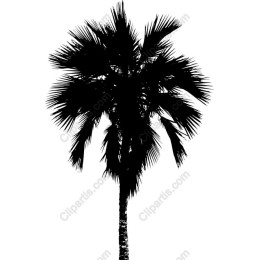 Palm Tree
