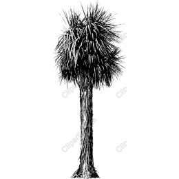 Spiky Palm Tree