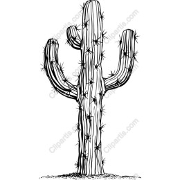 Saguaro Cactus