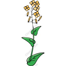 Cheerful Yellow Flower Plant
