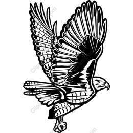 Majestic Hawk Flight
