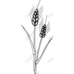 Wheat