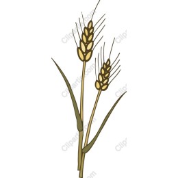 Wheat Stalks