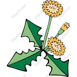 Dandelion Delight
