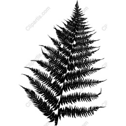 Black Fern