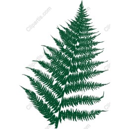 Elegant Fern Leaf