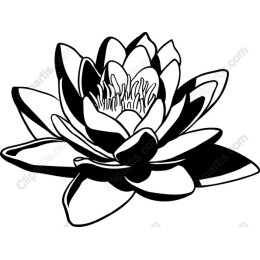 Elegant Water Lily