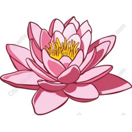 Pink Lotus Flower