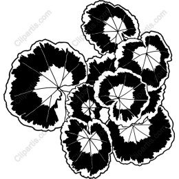 Black and White Lily Pad