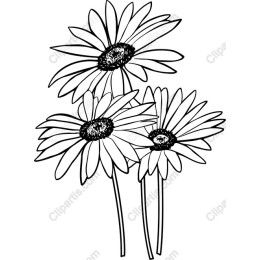 Three Daisies
