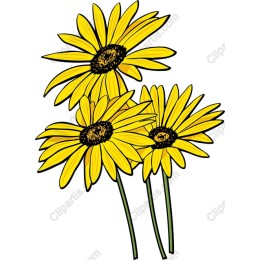 Golden Daisy Trio