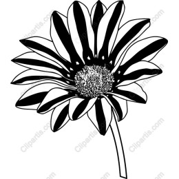 Black and White Daisy