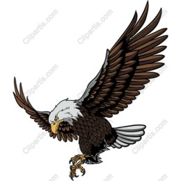 Majestic Bald Eagle