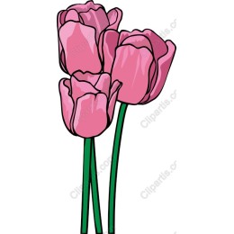 Vibrant Pink Tulip