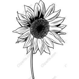 Sunflower - Black and White