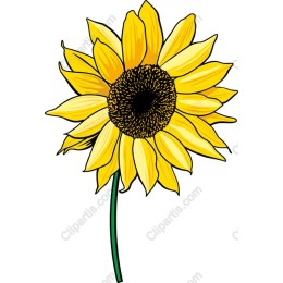 Bright Sunflower
