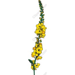 Yellow Flower