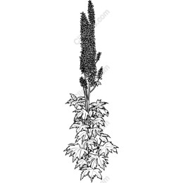 Elegant Flower Plant