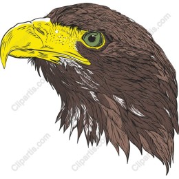 Majestic Eagle Head