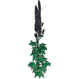 Elegant Purple Flower