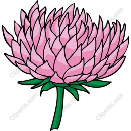 Pink Blossom