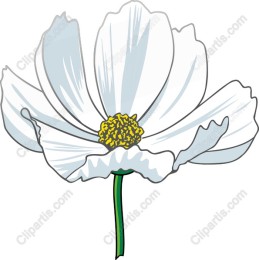Elegant White Flower