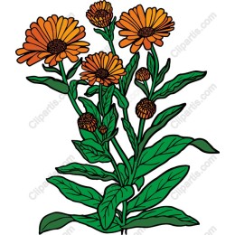Vibrant Orange Flower