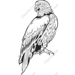 Majestic Eagle Line Art