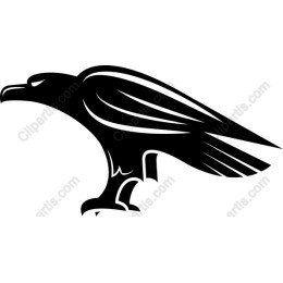 Raven - Elegant Black Bird