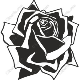 Elegant Black and White Rose