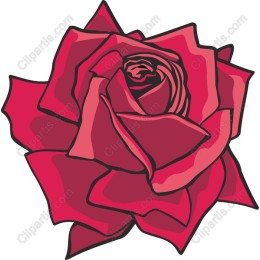 Vibrant Red Rose