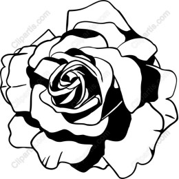 Black and White Rose