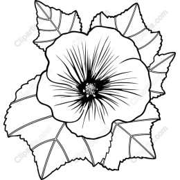 Elegant Hibiscus Flower