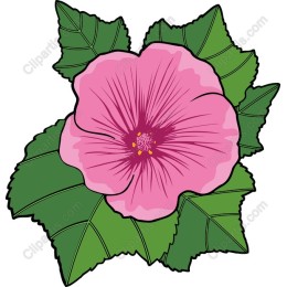 Hibiscus Flower