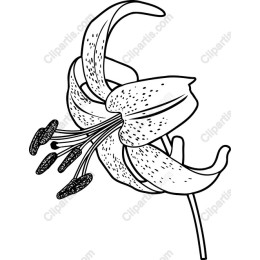 Lily Flower