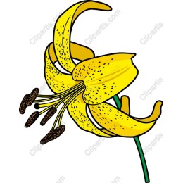 Yellow Lily