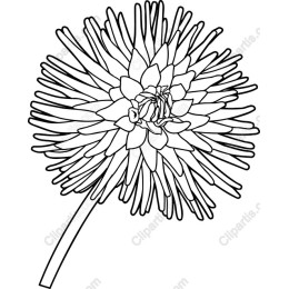 Elegance in Bloom: Intricate Flower