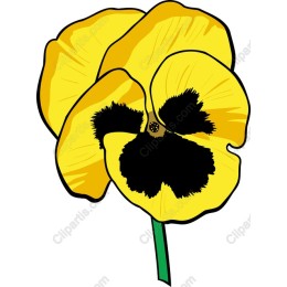 Yellow Pansy