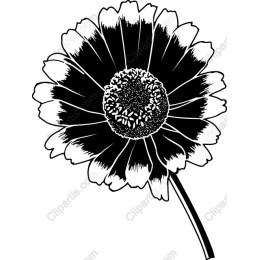 Black and White Flower