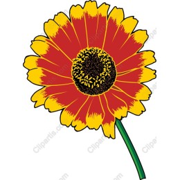 Sunshine Blossom
