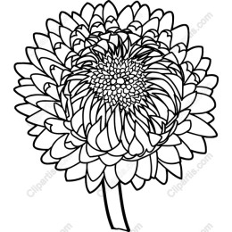 Black and White Dahlia