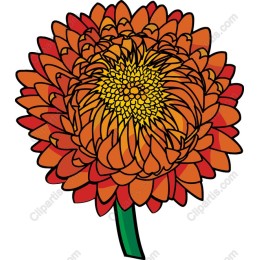 Vibrant Orange Chrysanthemum