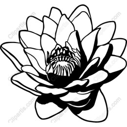 Elegant Water Lily